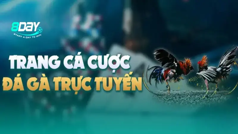 Đá gà 8day trực tuyến